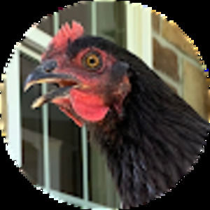 Meet your Posher, Ella